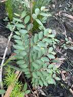 Image of Breynia oblongifolia (Müll. Arg.) Müll. Arg.