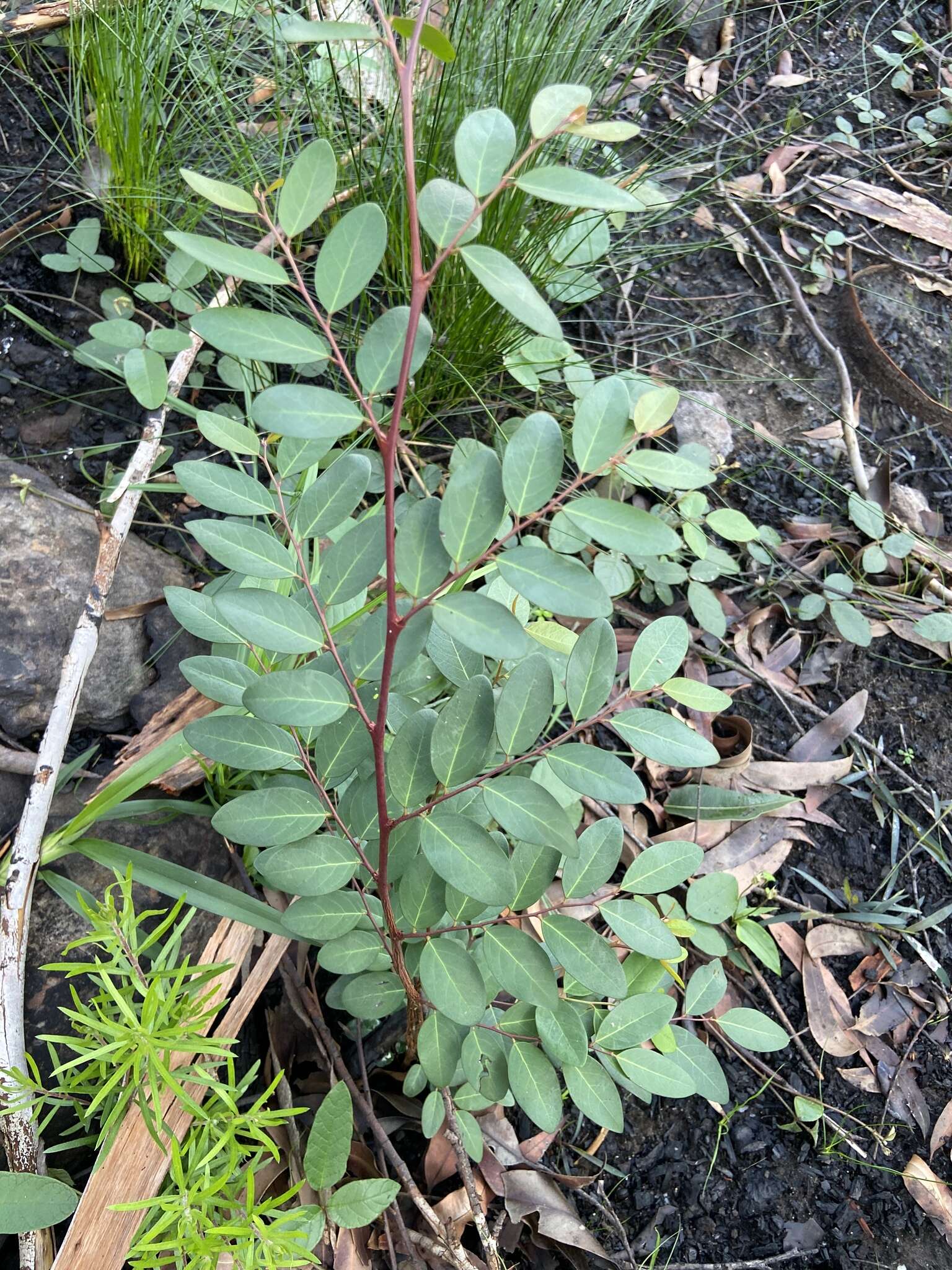 Image of Breynia oblongifolia (Müll. Arg.) Müll. Arg.