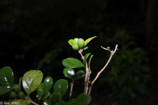 Image of Coffea boiviniana (Baill.) Drake