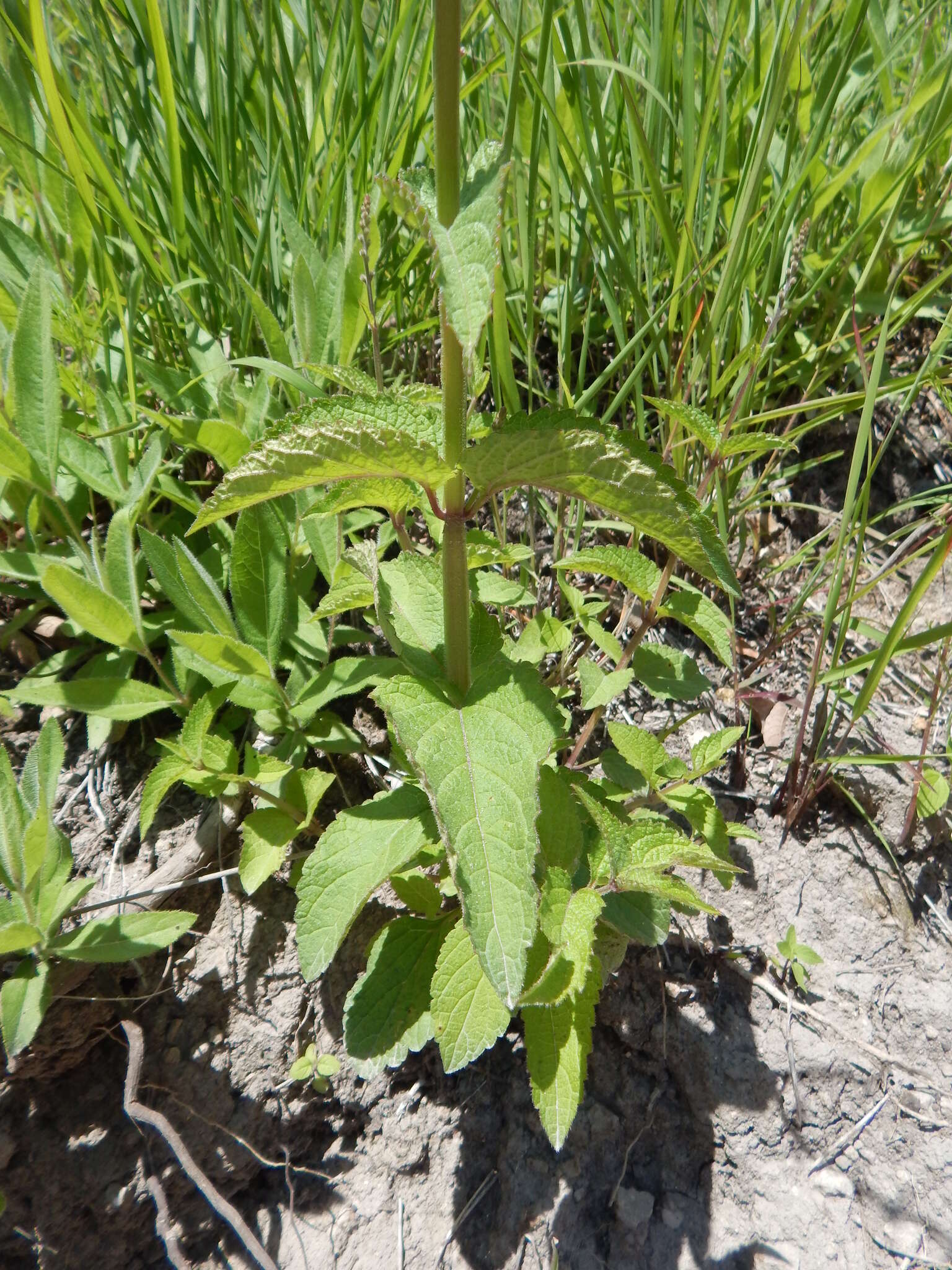 Image of Priva mexicana (L.) Pers.