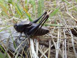 Image of Long-legged Anabrus