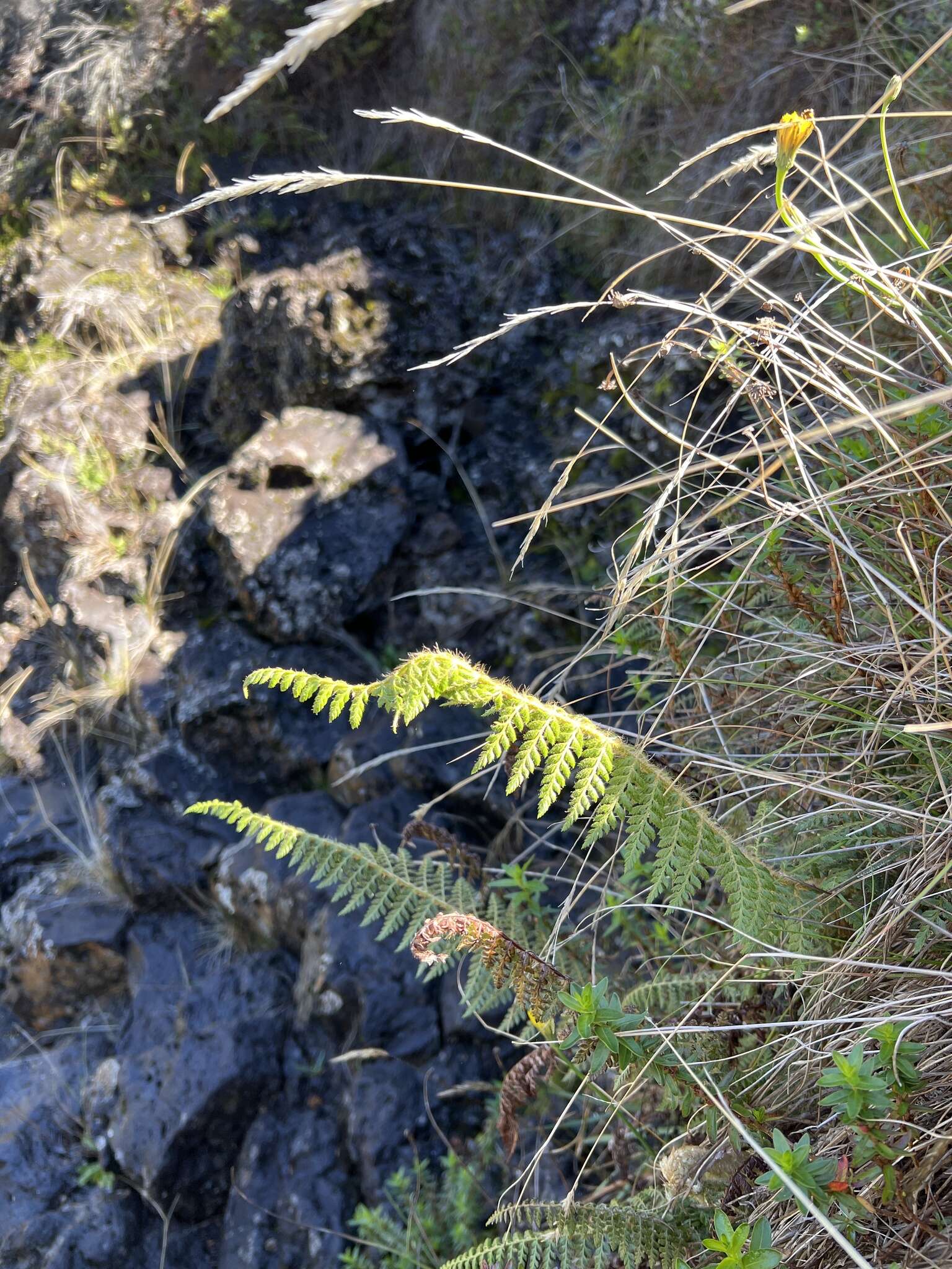 Polystichum haleakalense Brack.的圖片