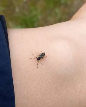 Image of Trashline orbweaver