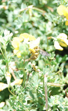 Image of Anthidium illustre Cresson 1879