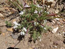 Image of Pygmy Bluet