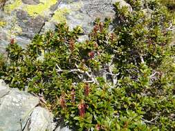 صورة Rhododendron myrtifolium Schott & Kotschy