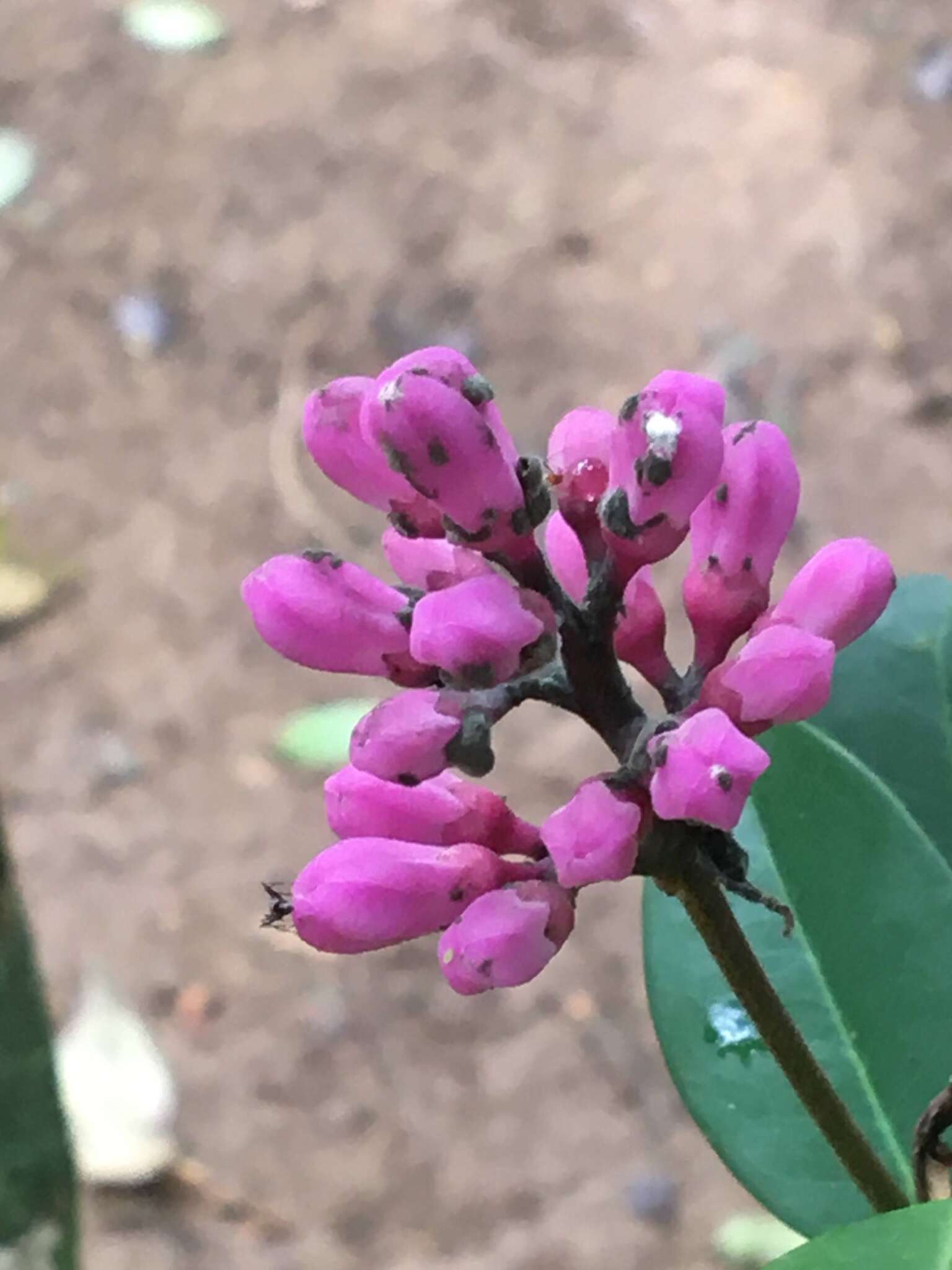 Image of Conchocarpus ruber (A. St.-Hil.) Bruniera & Groppo