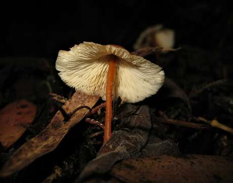 Gymnopus macropus Halling 1996 resmi