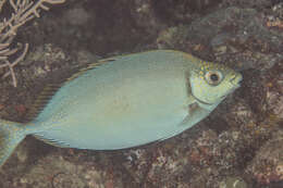 Image of Forktail rabbitfish