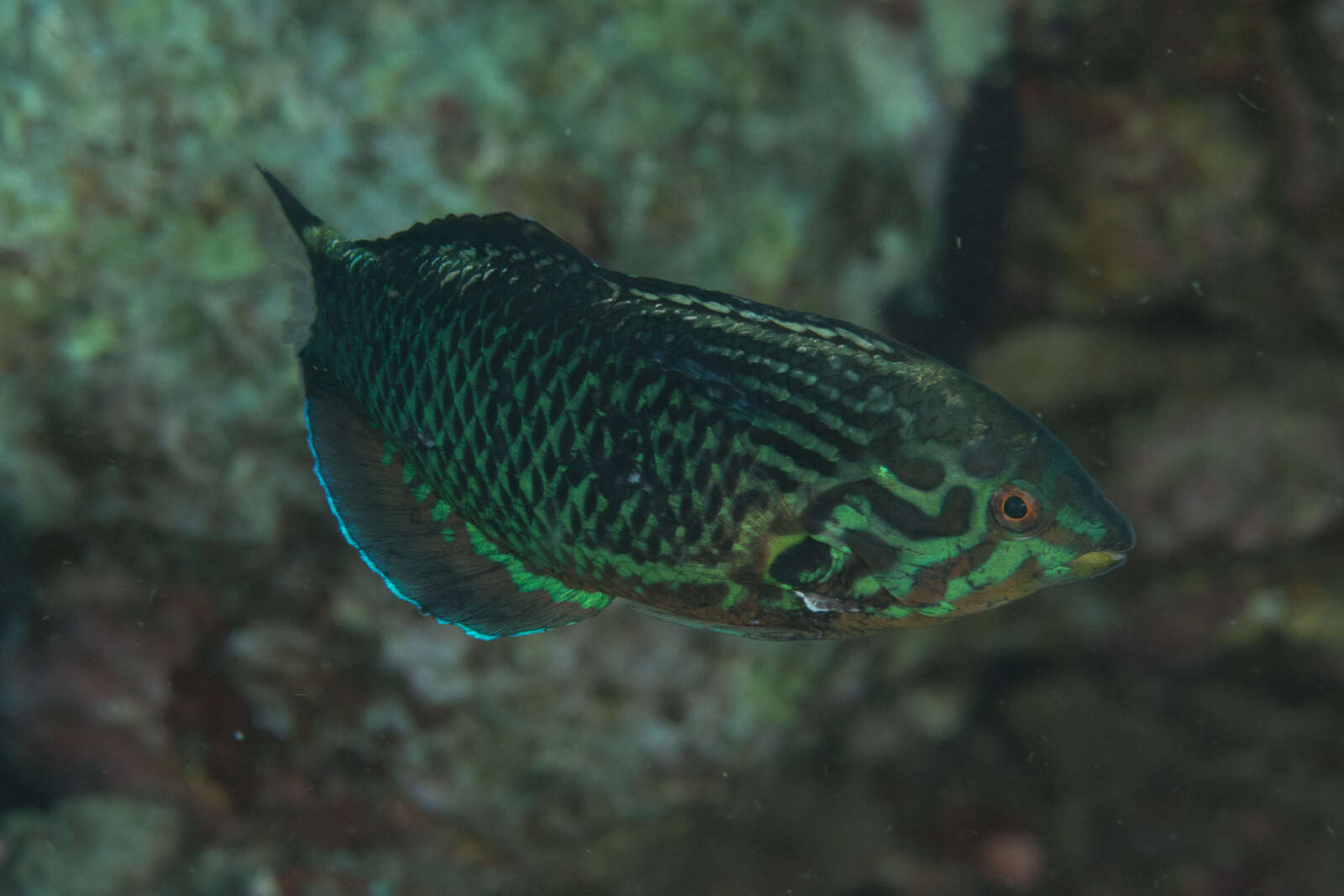 Image of Black leopard wrasse