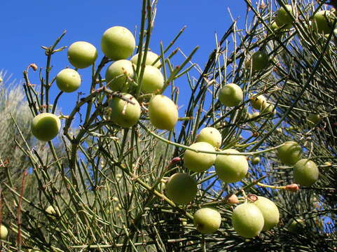 Image de Retanilla ephedra (Vent.) Brongniart