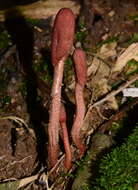 Ophiocordyceps sobolifera (Hill ex Watson) G. H. Sung, J. M. Sung, Hywel-Jones & Spatafora 2007 resmi