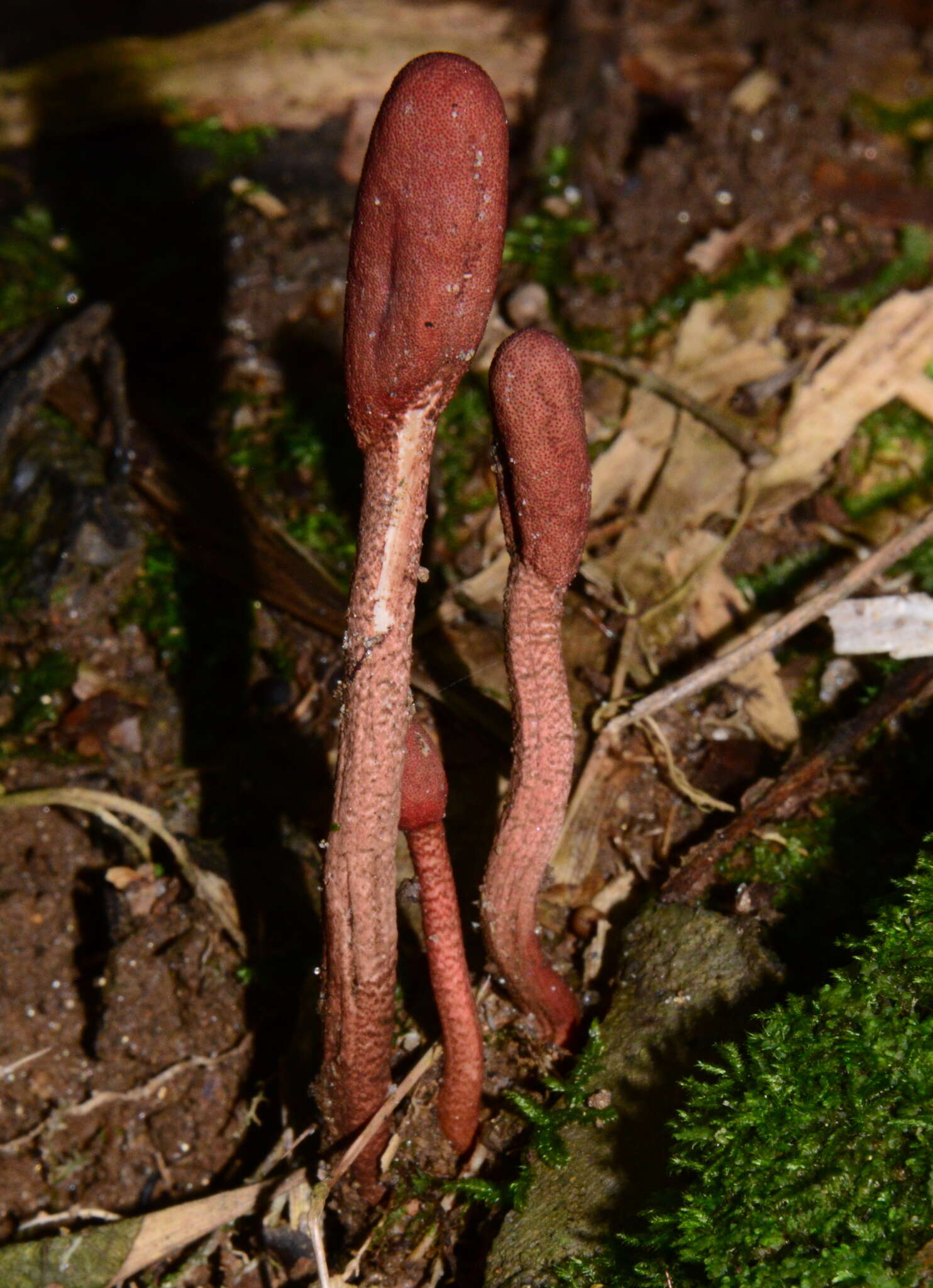 Image of Ophiocordyceps sobolifera (Hill ex Watson) G. H. Sung, J. M. Sung, Hywel-Jones & Spatafora 2007