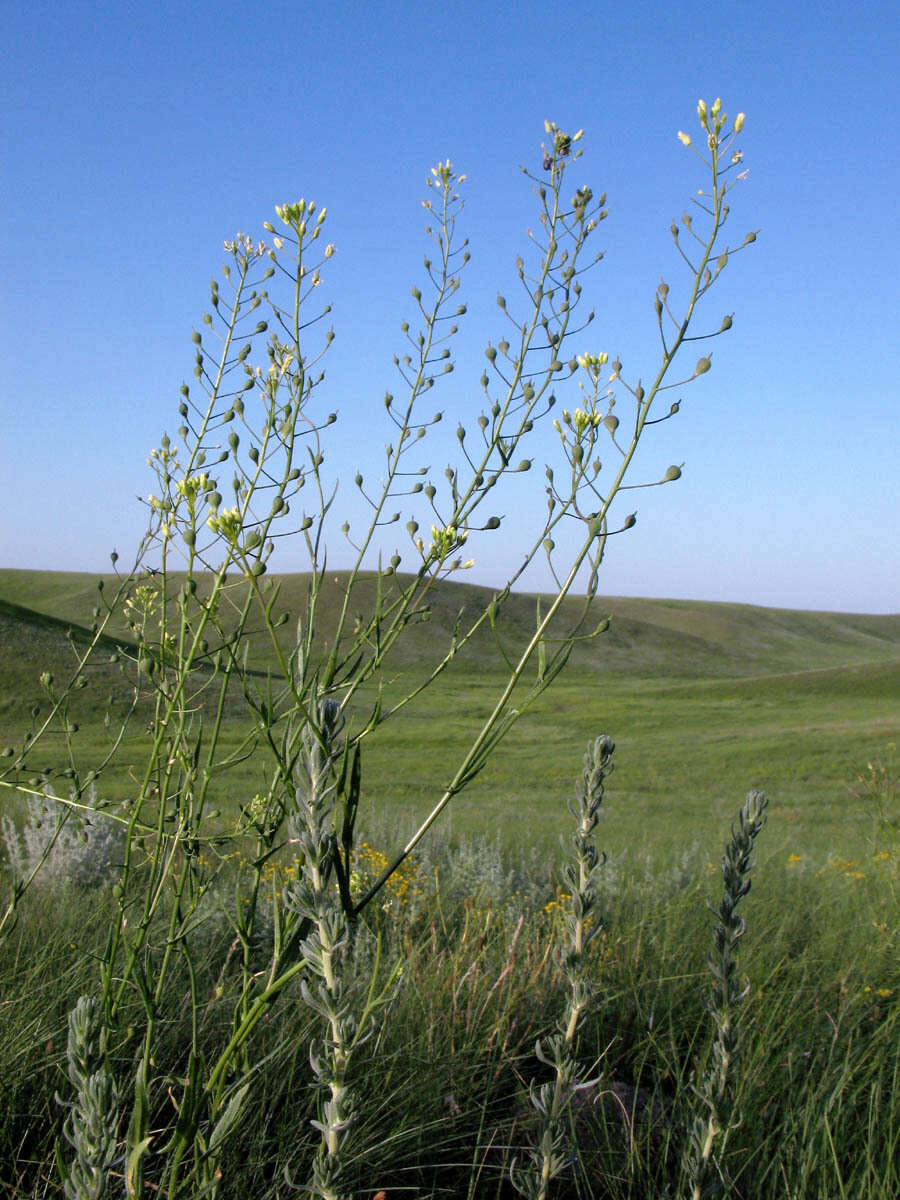 Image of false flax