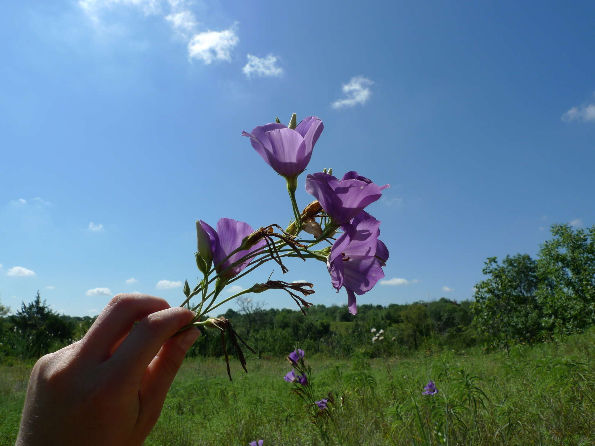 صورة Eustoma exaltatum subsp. russellianum (Hook.) Kartesz