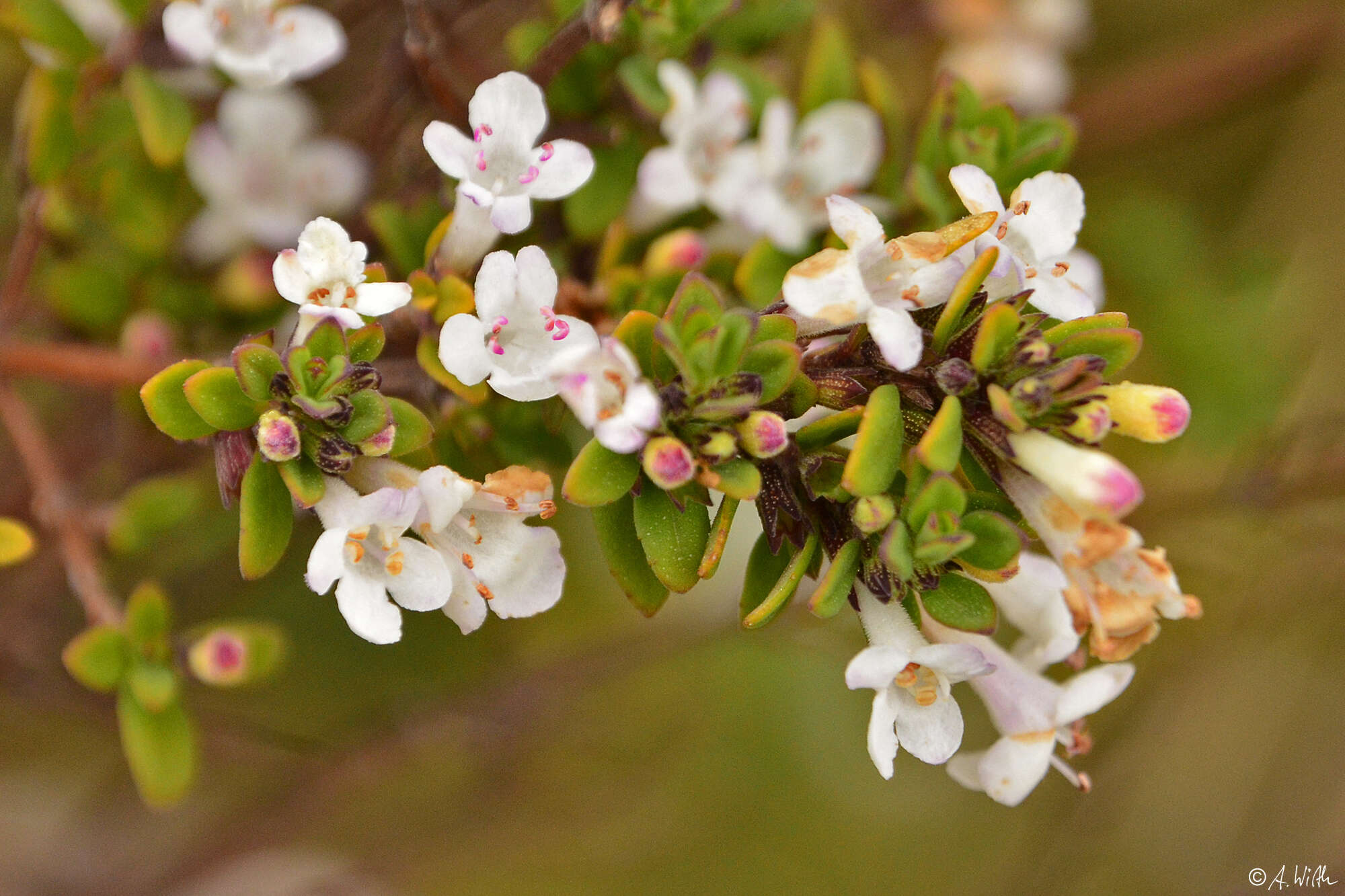 Clinopodium bolivianum (Benth.) Kuntze resmi