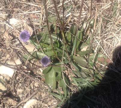 Image of Globularia bisnagarica L.