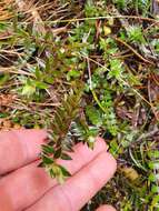 Image of Pimelea pseudolyallii Allan