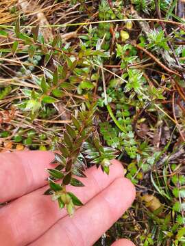 Image of Pimelea pseudolyallii Allan