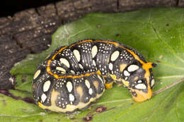 Image of Spurge Hawk Moth