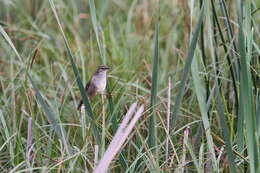 Image of African Bush-Warbler