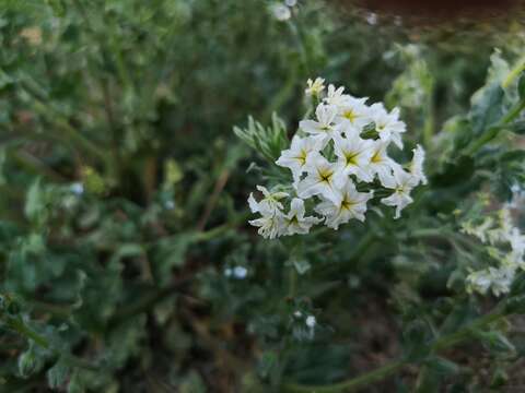 Tournefortia sibirica L.的圖片