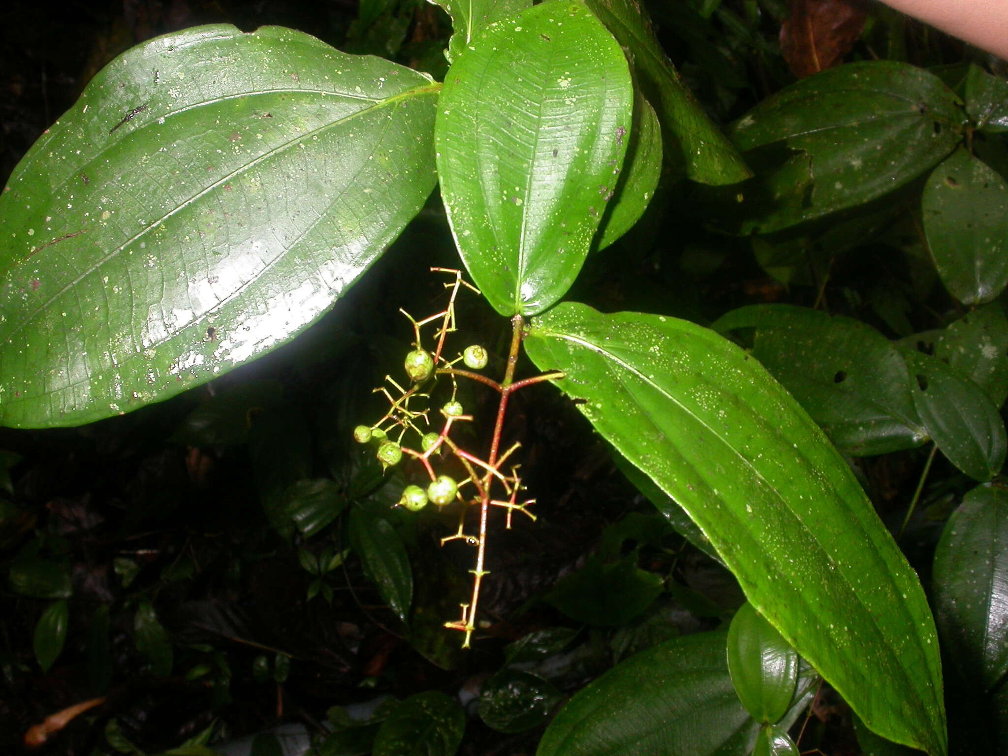 Image of Conostegia dissitiflora (Almeda) Kriebel