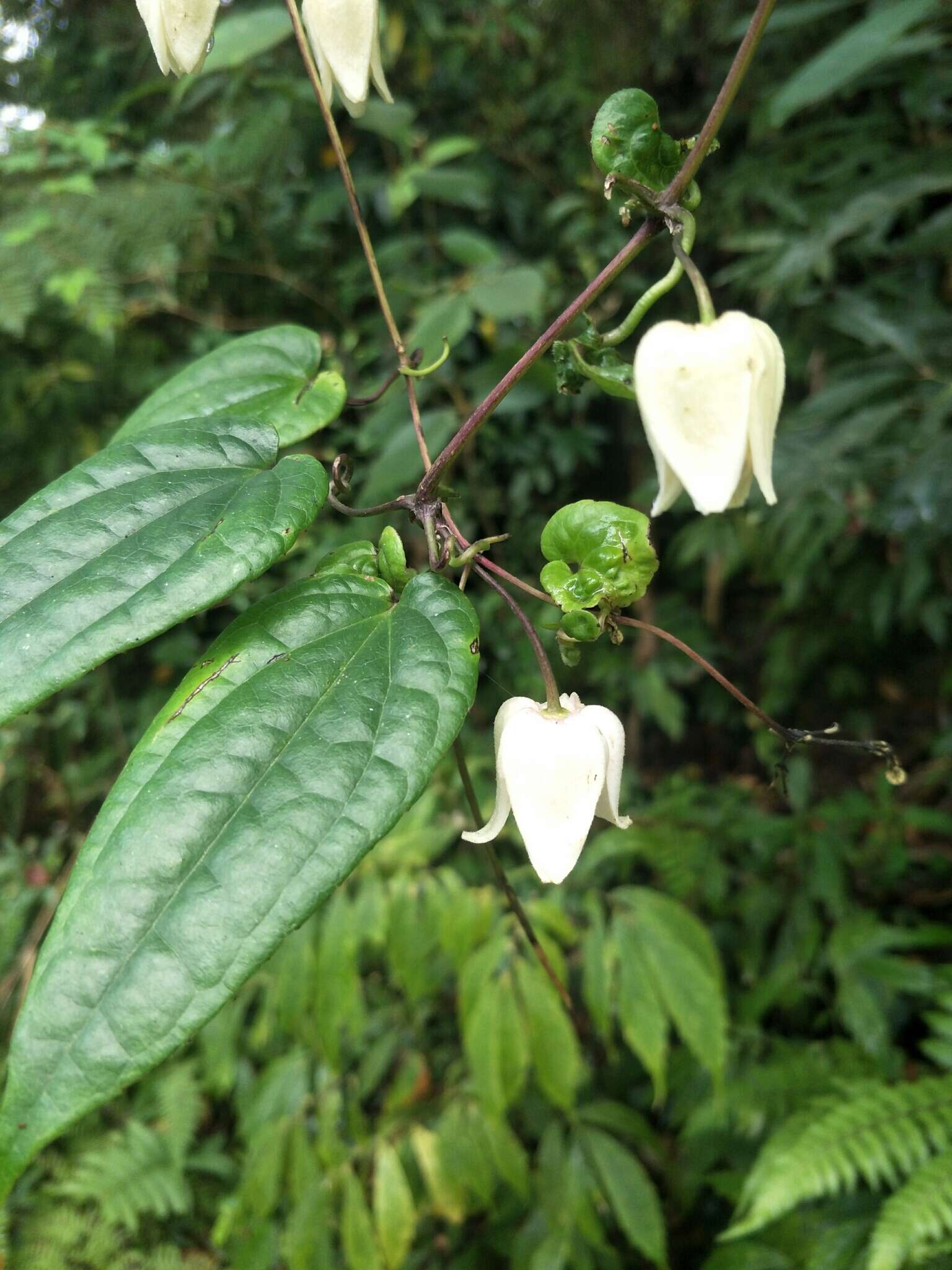 Image of Clematis henryi Oliv.