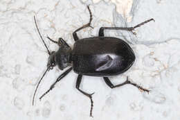 Image of Calosoma (Carabosoma) prominens Le Conte 1853