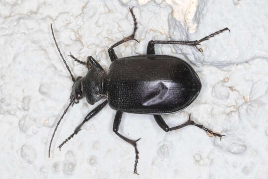 Imagem de Calosoma (Carabosoma) prominens Le Conte 1853