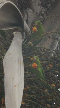 Image of Plain Parakeet