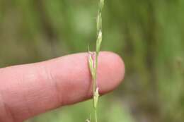 Image of Darnel ryegrass