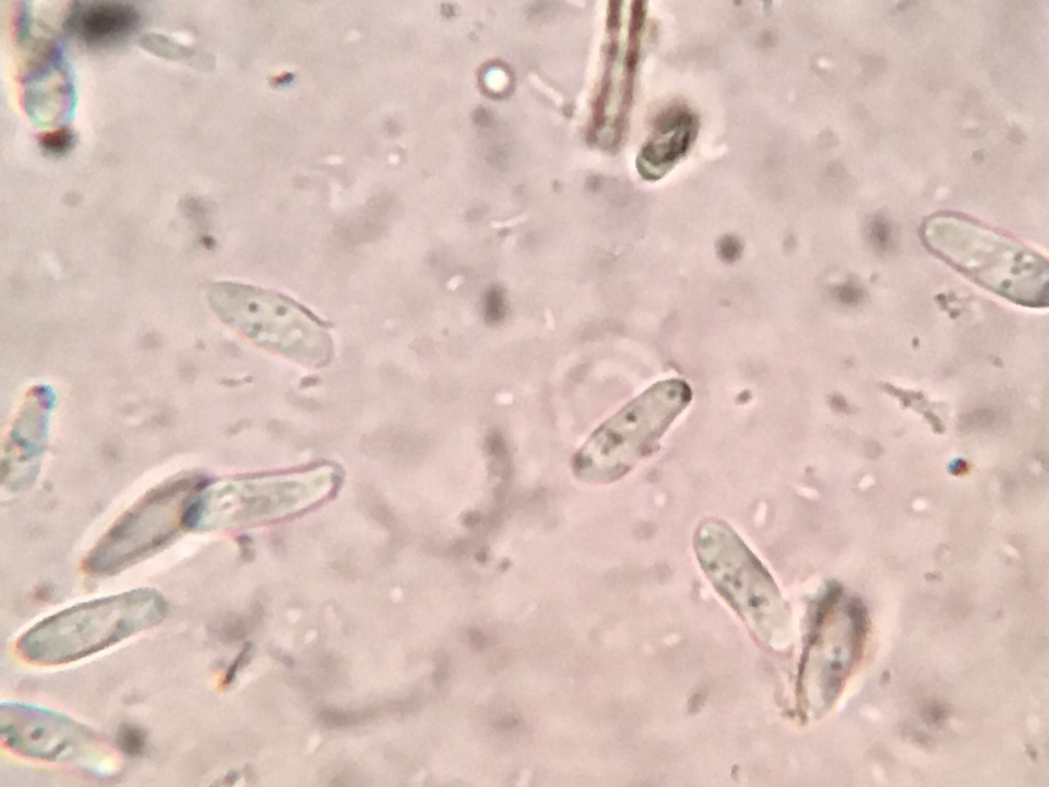 Image of Gelatinopsis