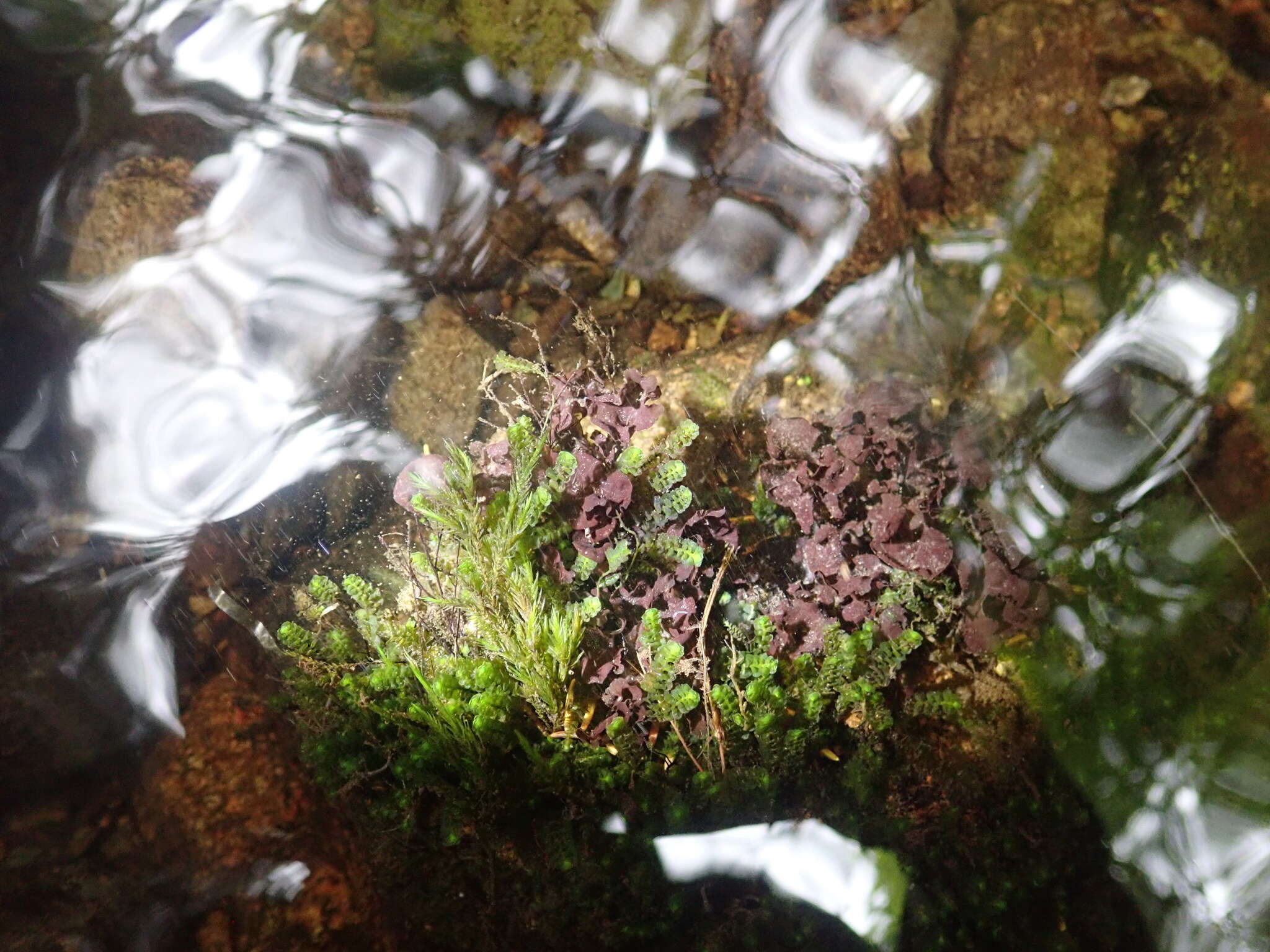 Image of hydrothyria lichen