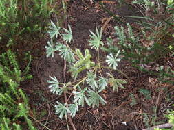 Image of Lupinus cosentinii Guss.