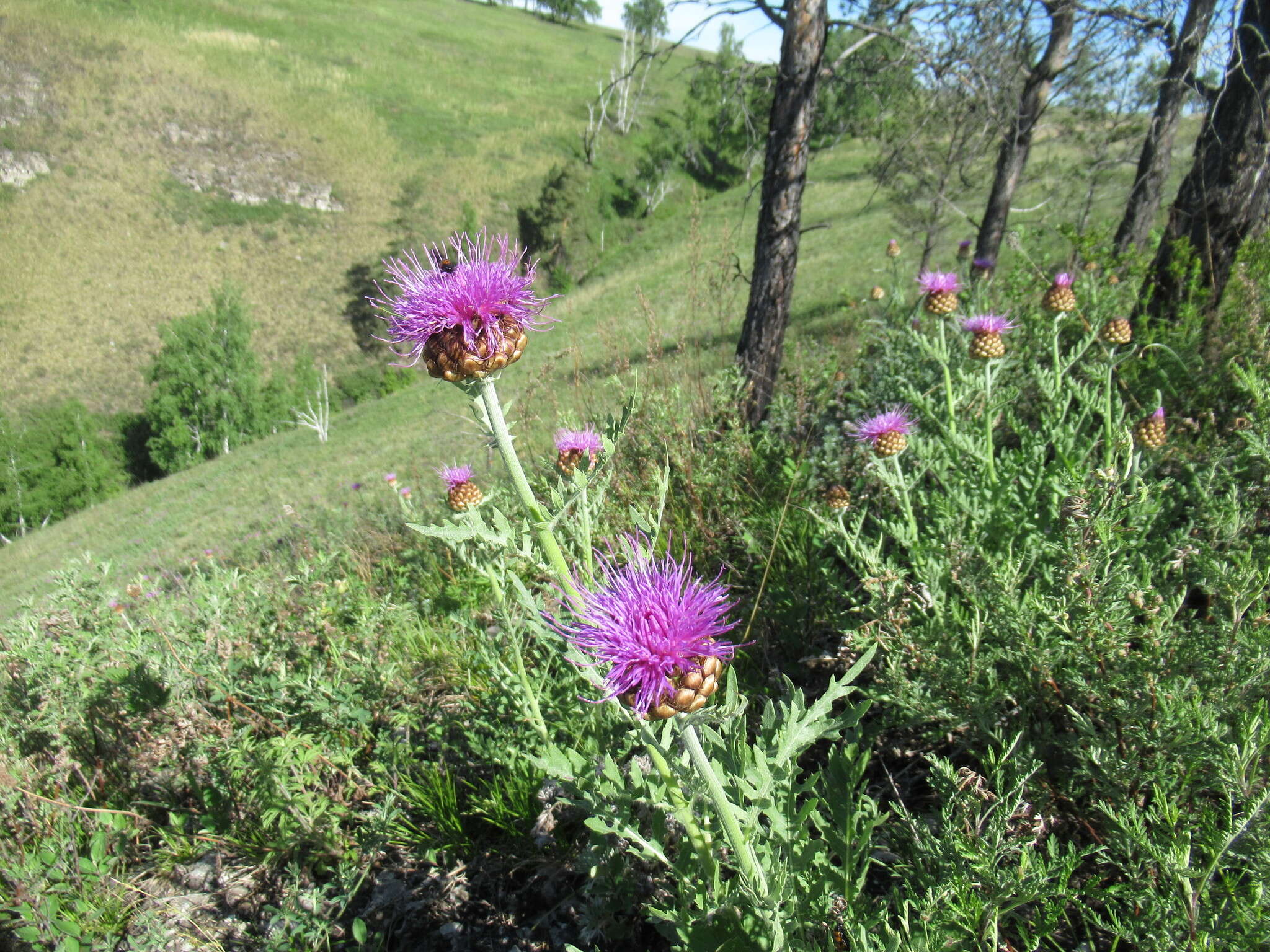 Image of Rhaponticum uniflorum subsp. uniflorum