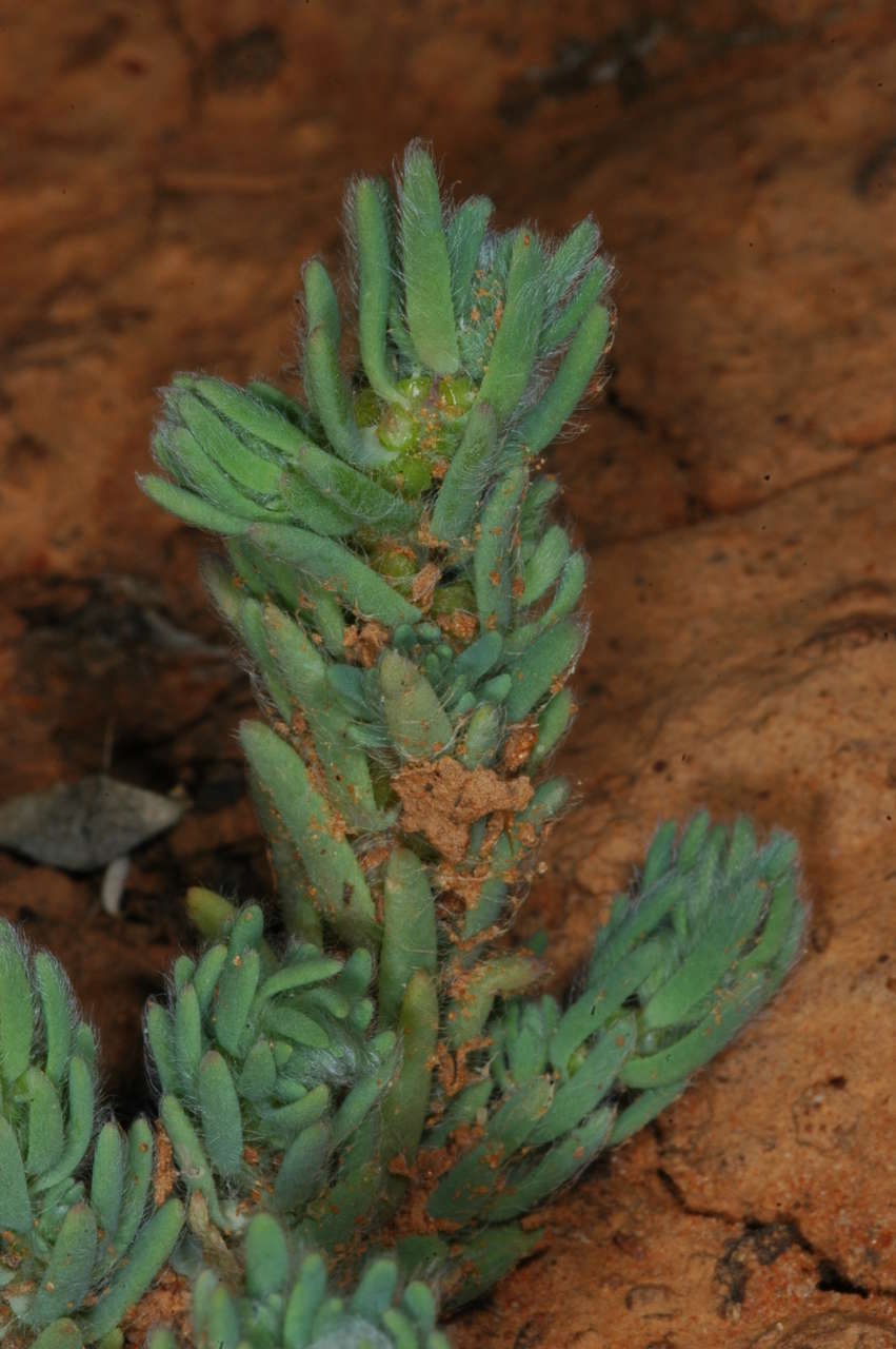 Image de Sclerochlamys brachyptera F. Müll.