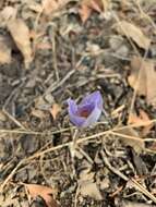 Crocus damascenus Herb. resmi