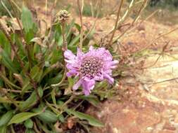 Image of Lomelosia songarica (Schrenk ex Fischer & Meyer) J. Soják