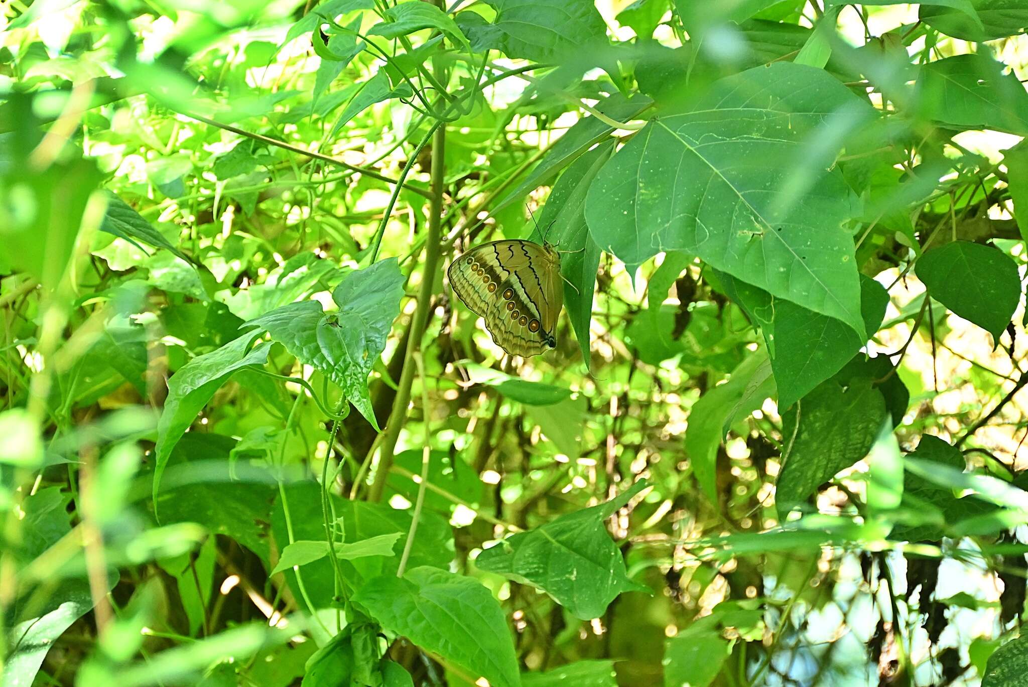 Image of Stichophthalma howqua Westwood 1851