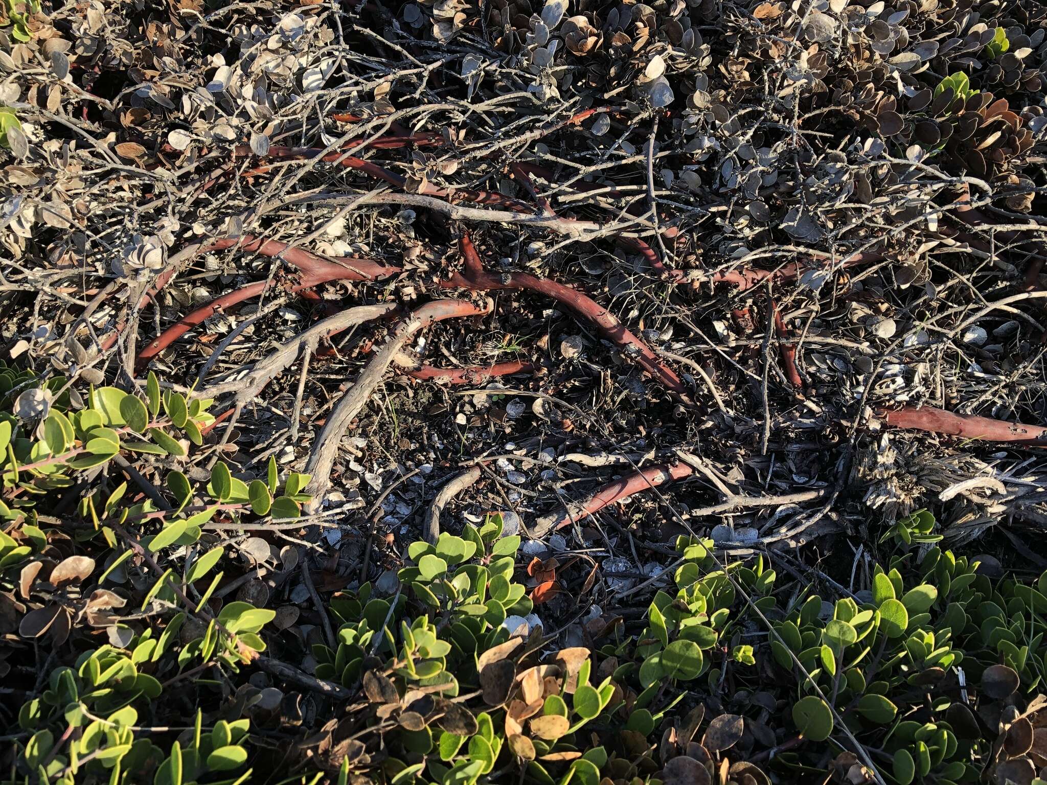 Слика од <i>Arctostaphylos montana</i> subsp. <i>ravenii</i>