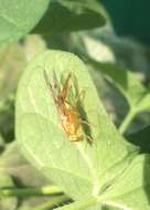 Image of Mexican Fruit Fly