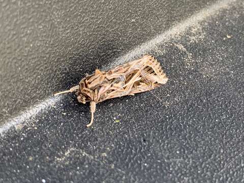 Image of Caribbean Armyworm Moth