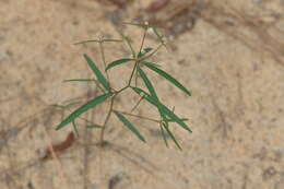 Image of Curtis' Spurge