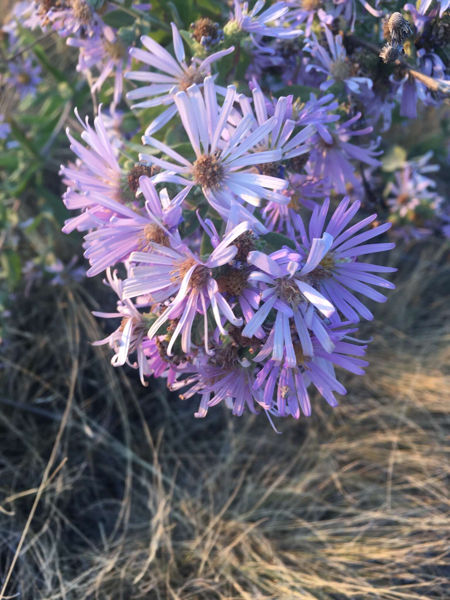 Image of Jessica's aster