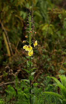 صورة Verbascum brevipedicellatum (Engler) Huber-Morath