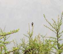 Image of White-tufted Sunbeam