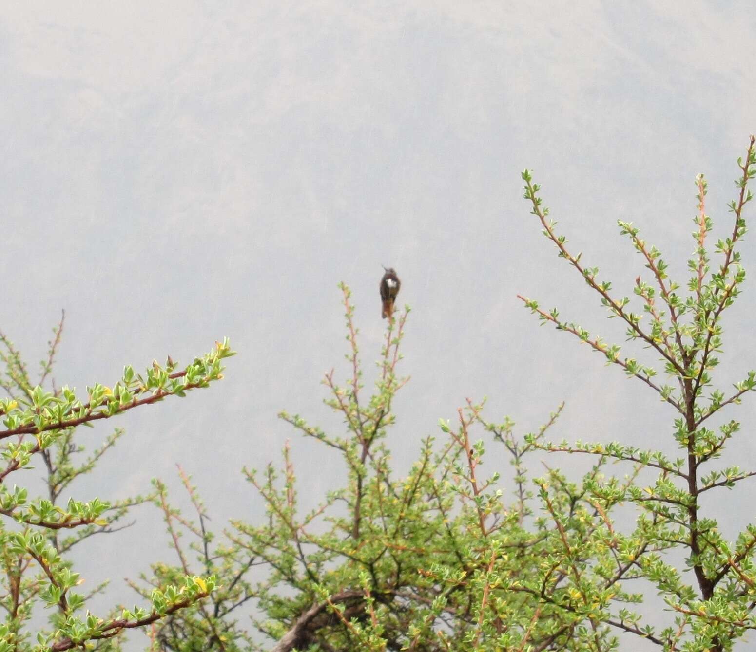 Image of White-tufted Sunbeam