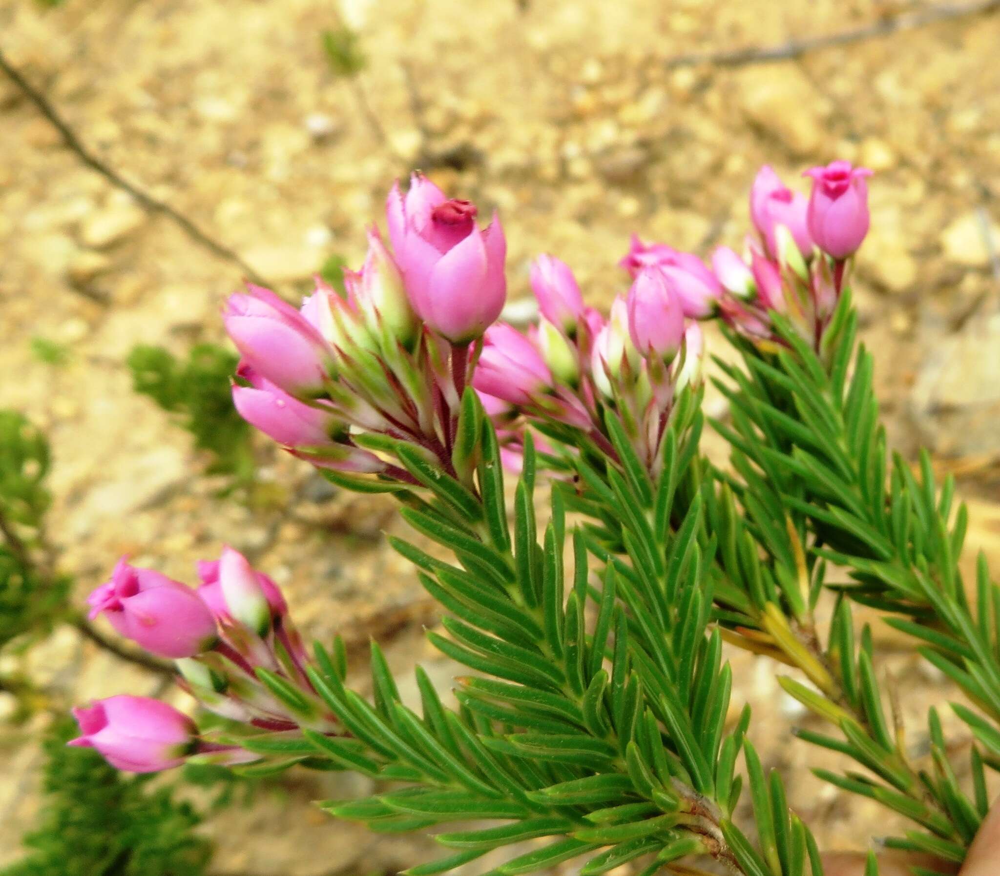 Image of Erica taxifolia