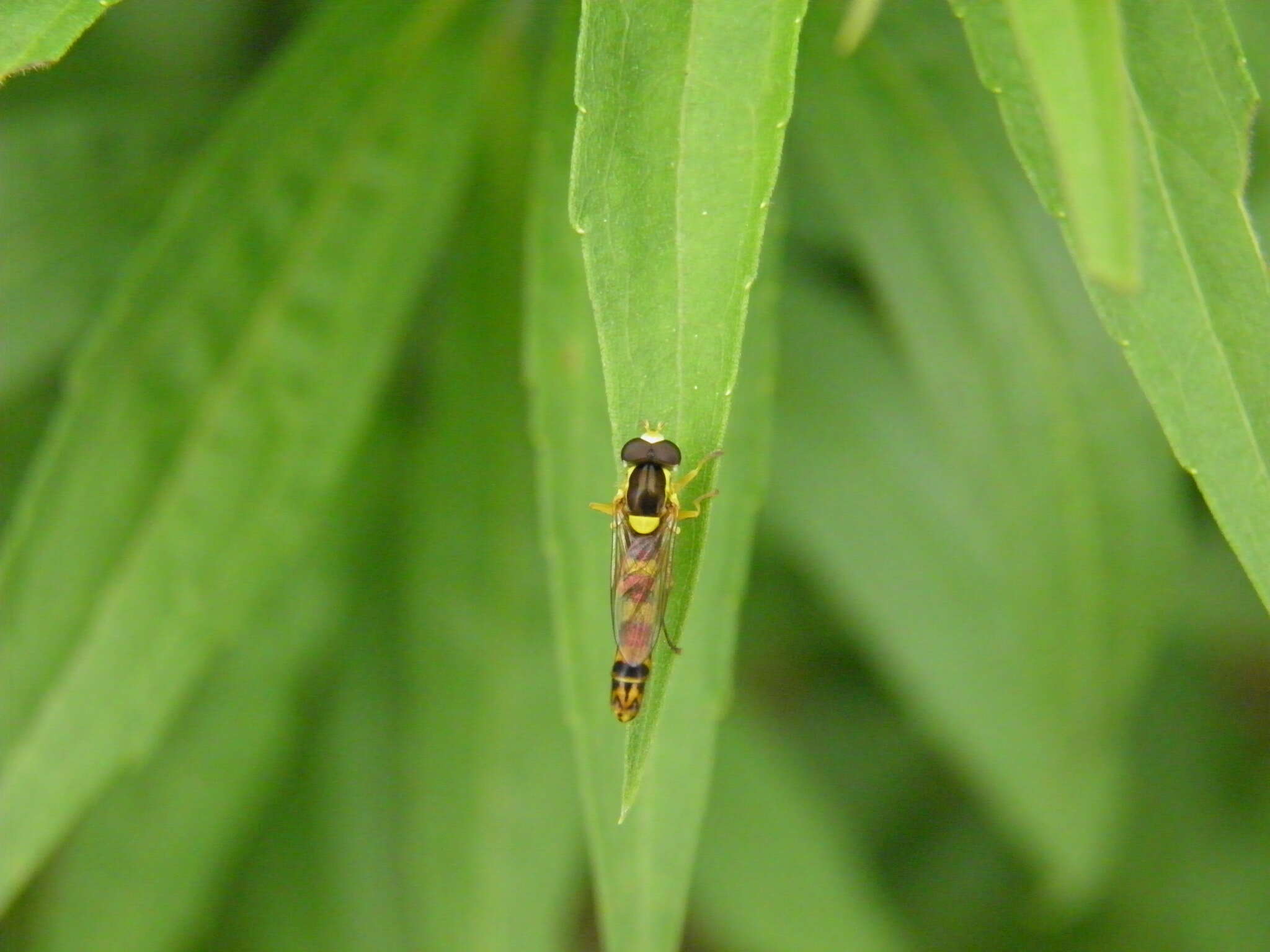 Image of Sphaerophoria scripta (Linnaeus 1758)